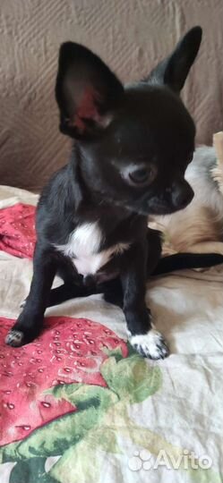 Щенки чихуахуа