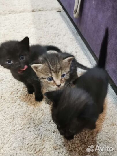Отдам котят в добрые руки