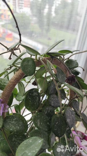 Хойя Лиза, Матильда