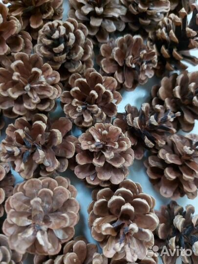 Шишки для поделок