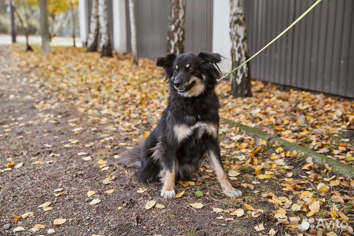 Милая Дара в добрые руки