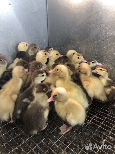 Индюшата утята цыплята суточные Индоутки семья