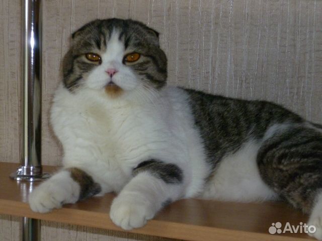 Передержка кошек