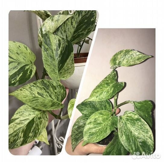 Комнатные растения