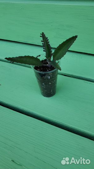 Каланхоэ лечебное