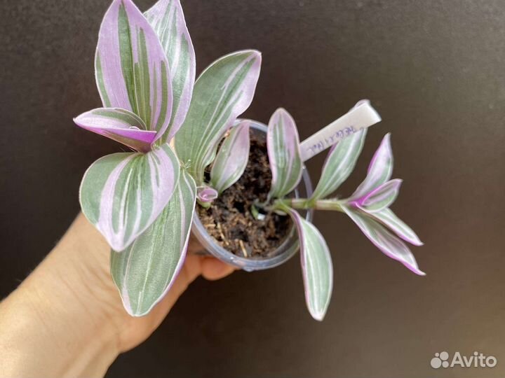 Традесканция Мини Лилак