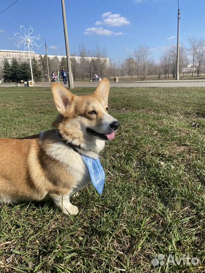 Вельш-корги вязка кобель