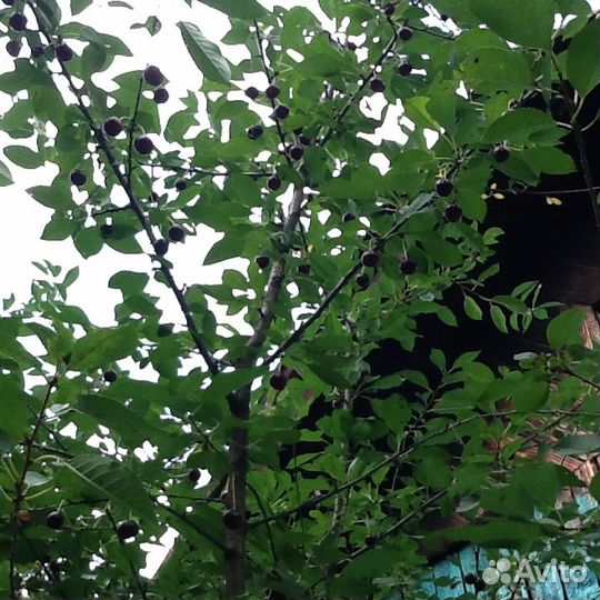 Саженцы вишни владимирской