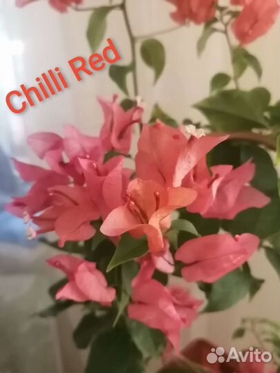 Новинка Бугенвиллия Chilli Red