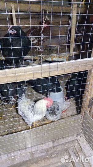 Инкубационное яйцо