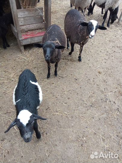 Ягнята баранчики