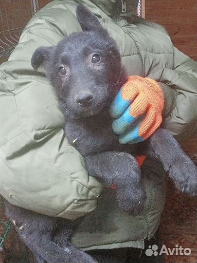 Щенок в отлове