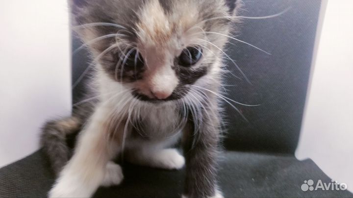 Британский котенок