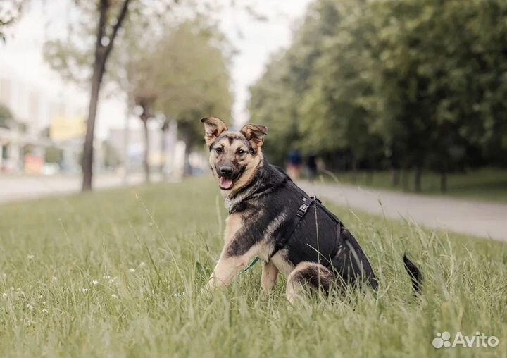 Щенок в добрые руки