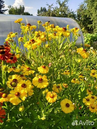 Многолетники со своего огорода