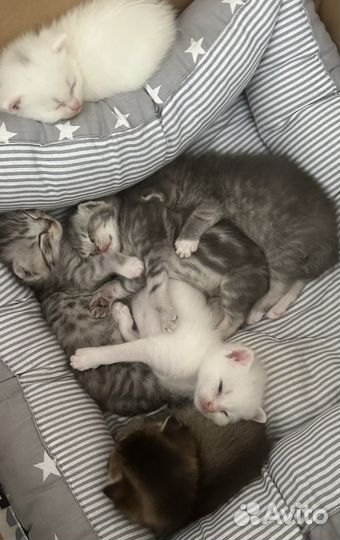 Кошки шотландцы