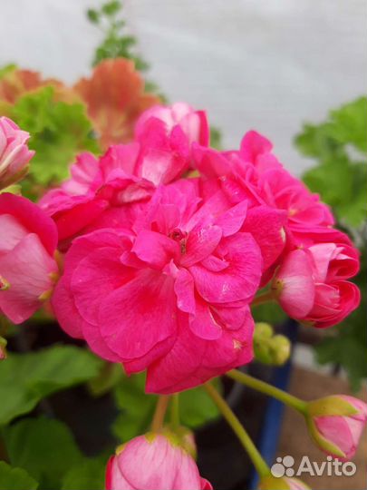 Пеларгония герань