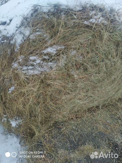 Сено в рулонах