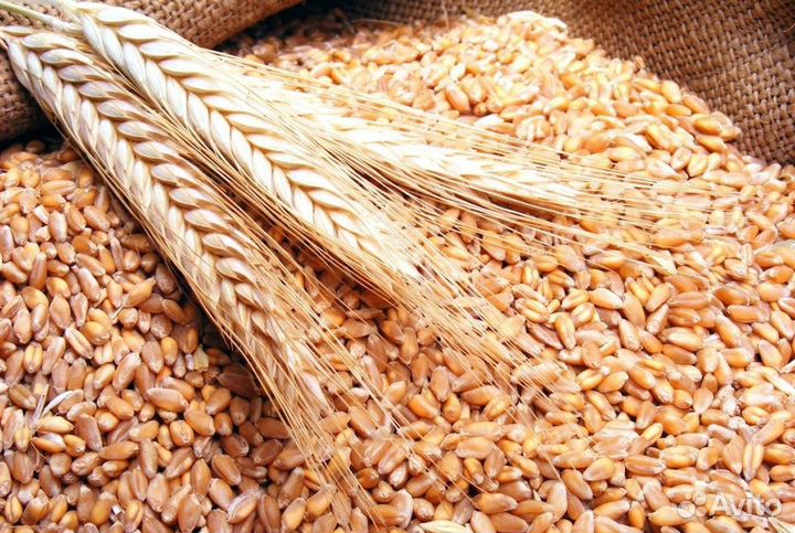 Зерно фуражное: Пшеница, Ячмень, Овёс