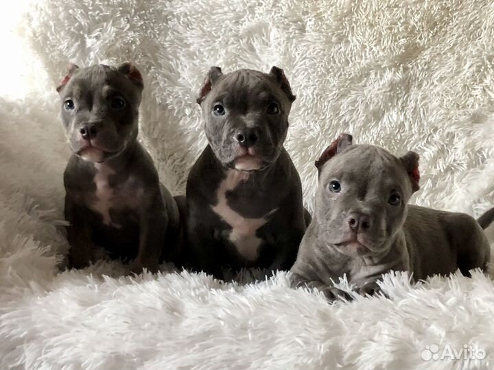 Американский булли Щенки