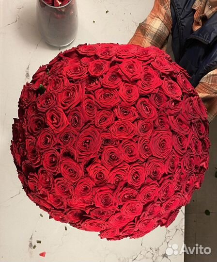 51 роза. Свежие розы. Крупный бутон