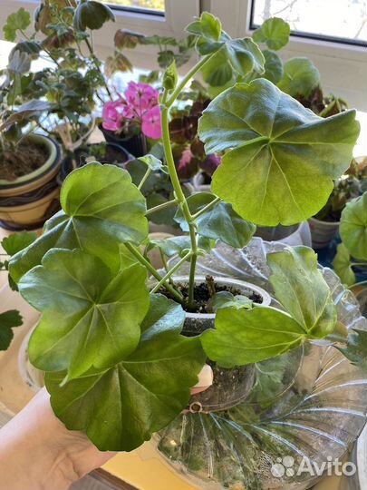 Комнатные цветы