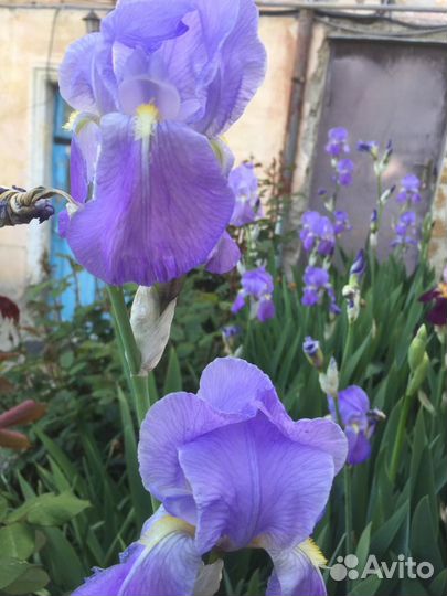 Ирисы, Нарциссы