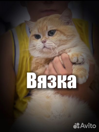 Вязка британец