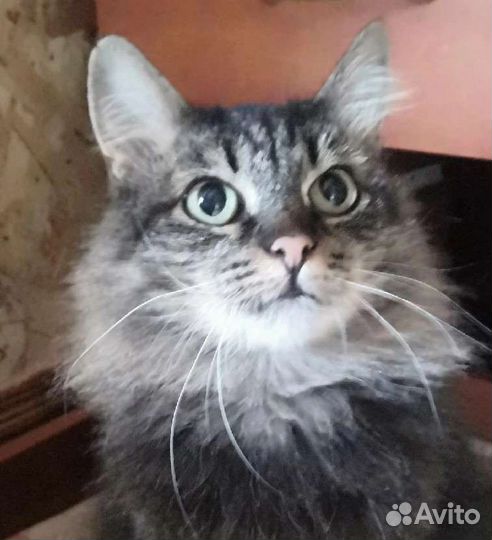 Кошечка Моника