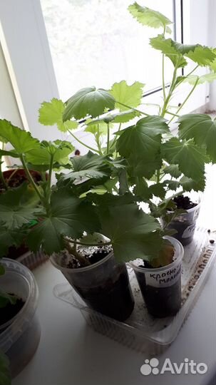 Королевская пеларгония