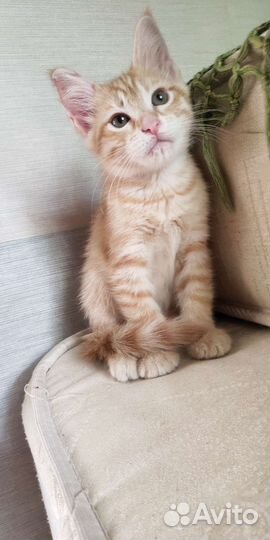Рыжий котенок в добрые руки