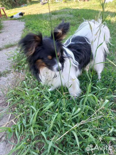 Вязка папийон