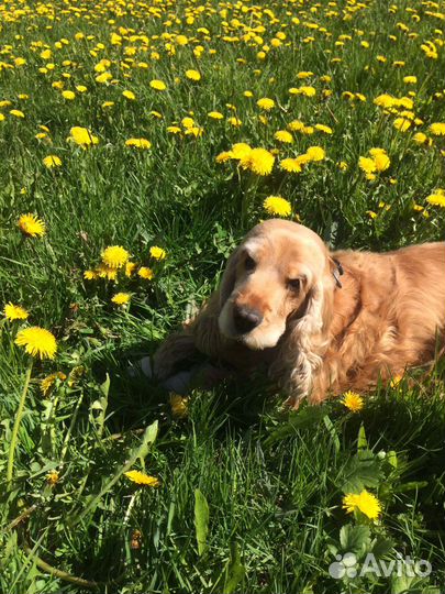 Передержка собак и кошек