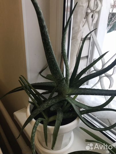 Алоэ лечебное