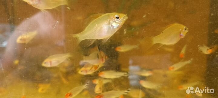 Апистограмма рамирези