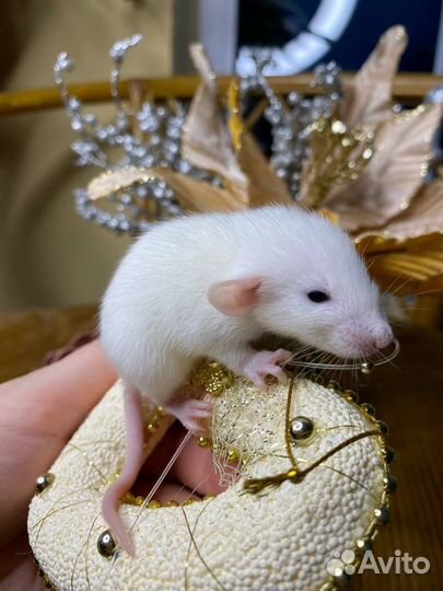 Дамбо крысы, крысята, крыса. Питомник