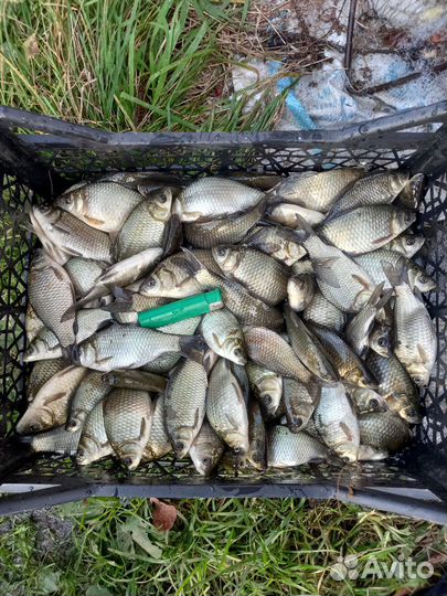 Живец карась