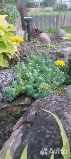 Многолетники почвопокровные