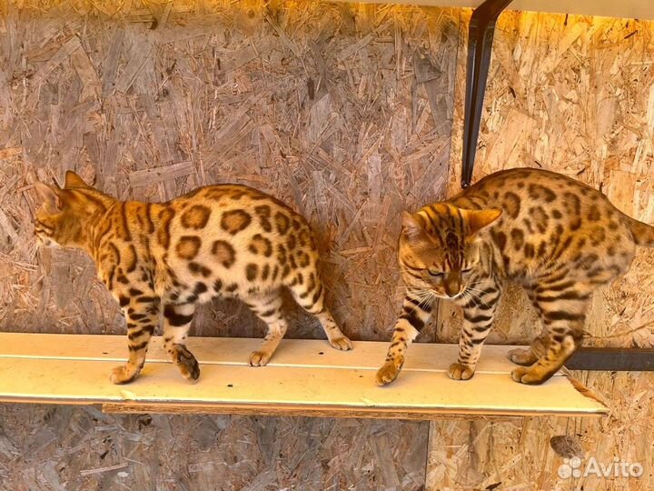 Бенгальская кошка