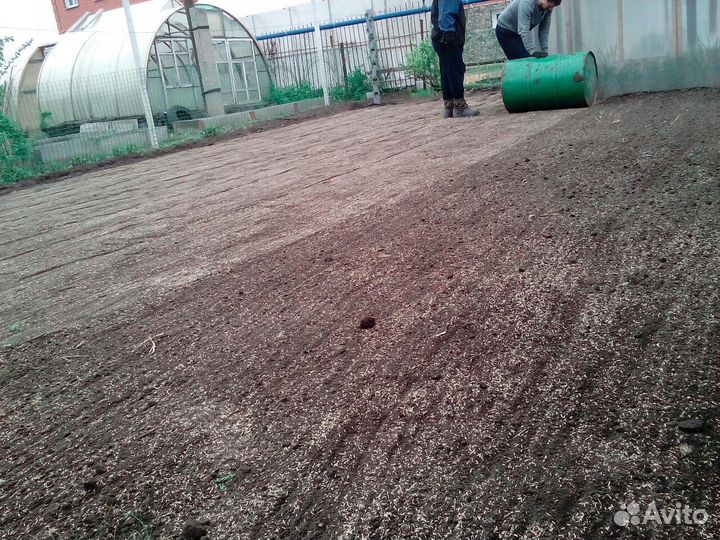 Газон/Газонная трава/Семена газона