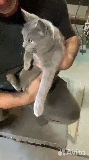 Британская кошка