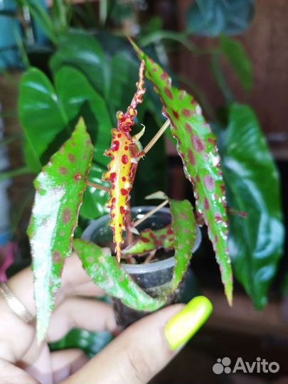 Бегония amphioxus