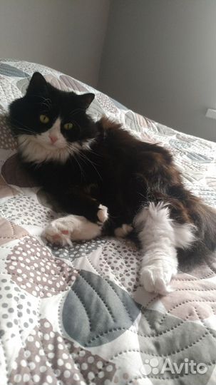 Индивидуальный присмотр за кошечкой/котиком