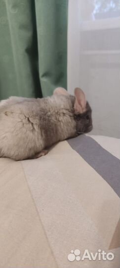 Шиншилла. окрас бело-розовый эбони