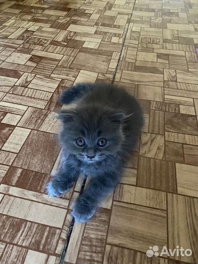 Котенок в добрые руки