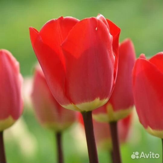 Тюльпан Фостери Кинг (5 луковиц) Holland Bulbs (Г