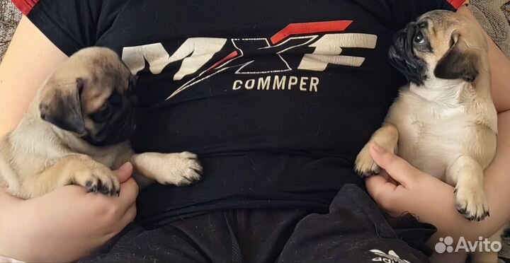Щенки мопса РКФ