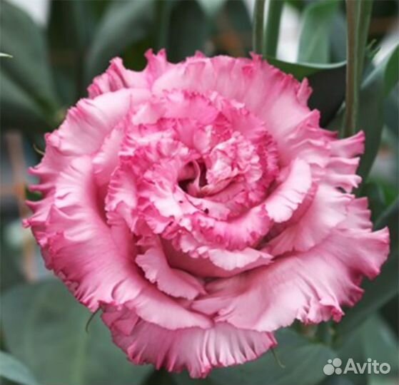 Рассада, семена эустома, бакопа