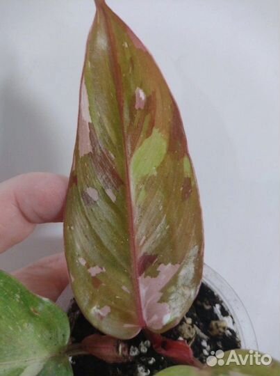 Филодендрон Ред Андерсон