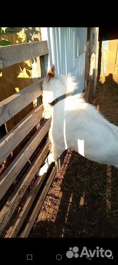 Козел для вязки